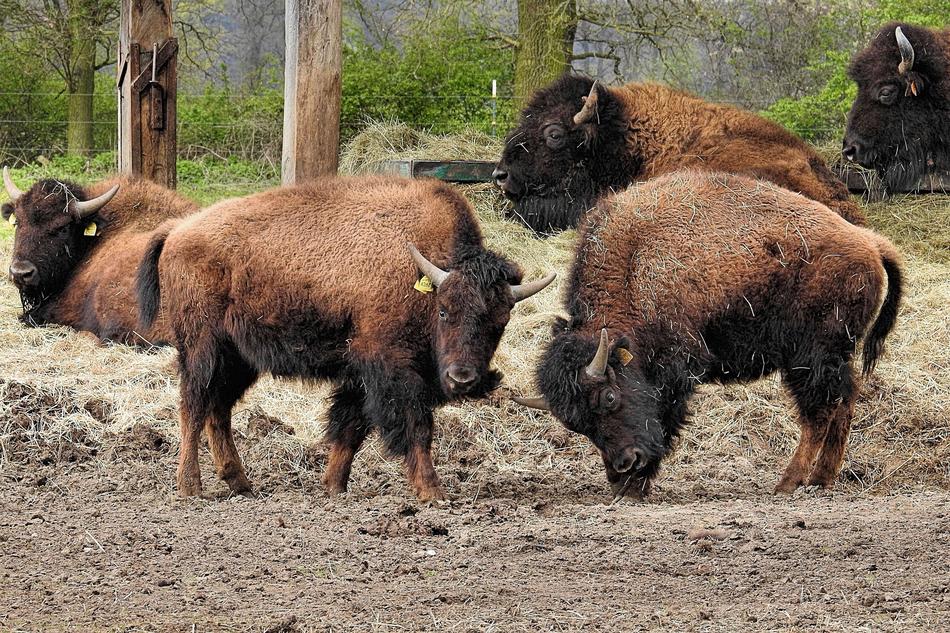 Bison Animal Mammal