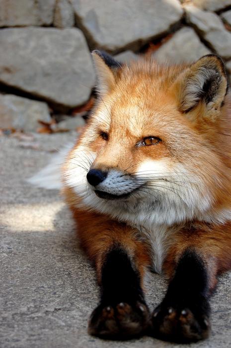 Mammal Fox Animal