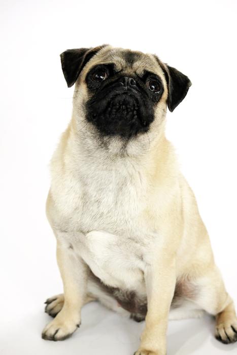Dog Cute Pet