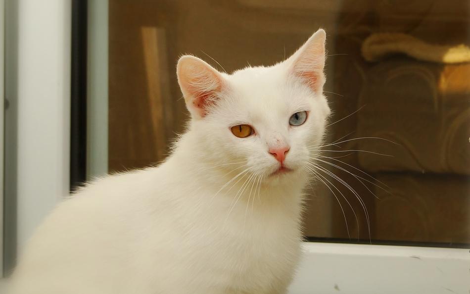 Cat Charming Animals