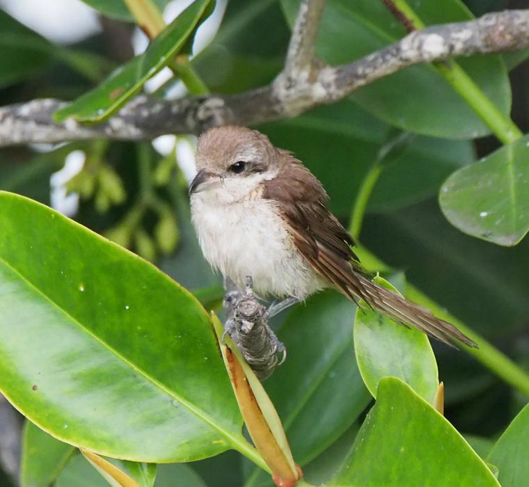 Bird Wildlife Tree