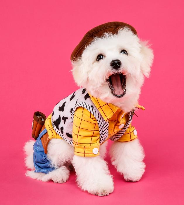 white dog in a suit
