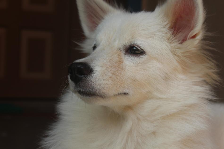 Dog Canine Mammal