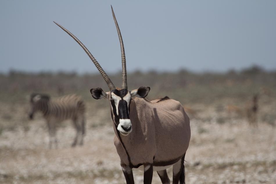 wild Antelope in nature