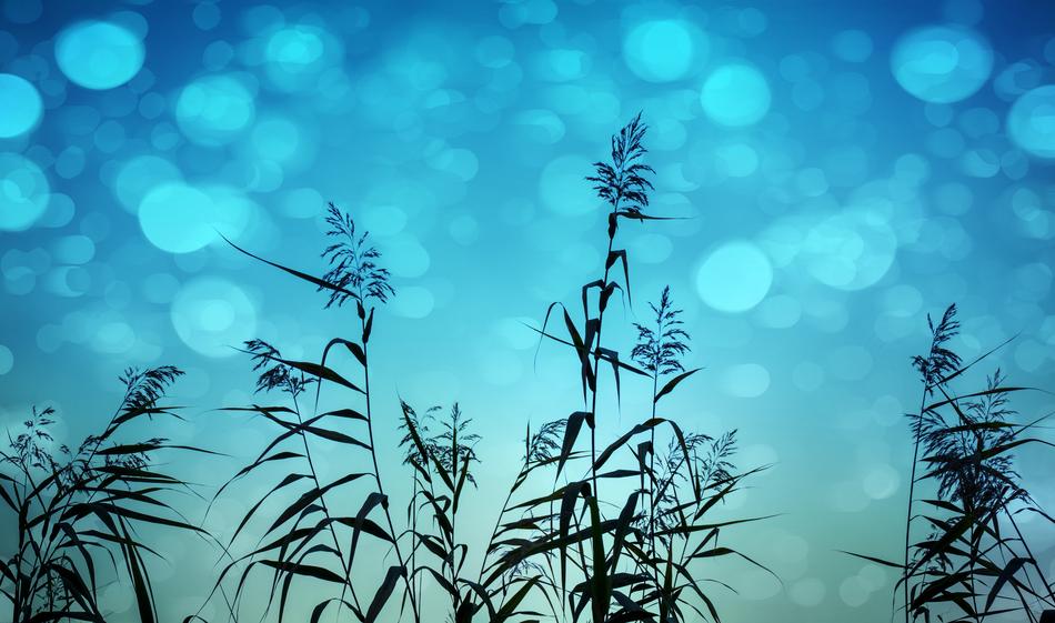 background lights reed blue color