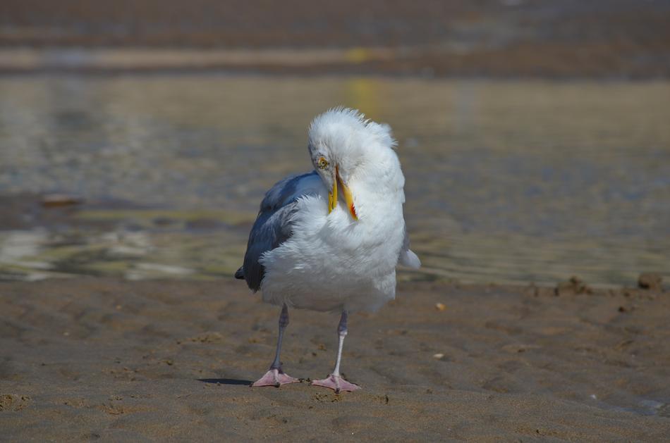 Gull Bird Waters Animal