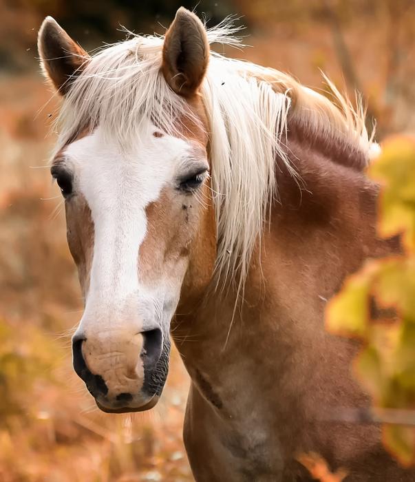 face of a horse with a white mane