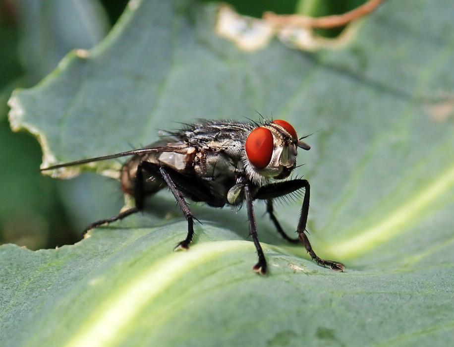 Close up of a sitting fly