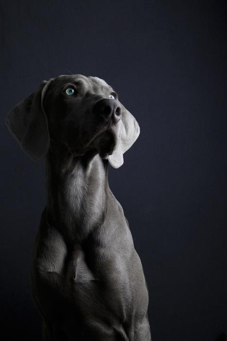 black dog with blue eyes