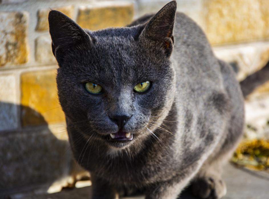 portrait of grey cat head