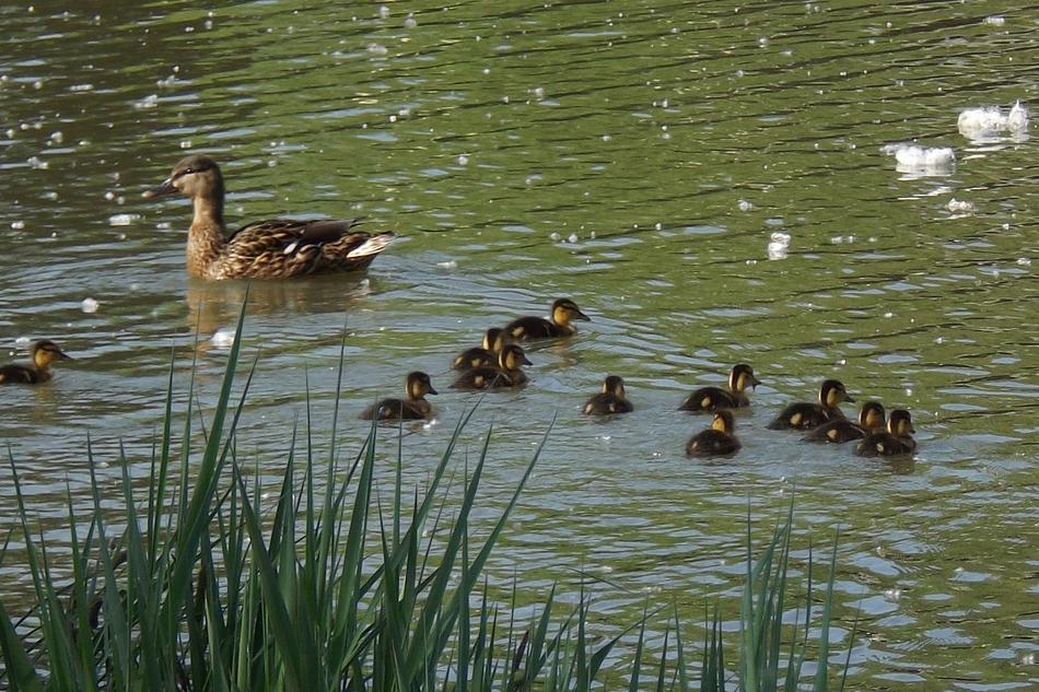 Duck Bird