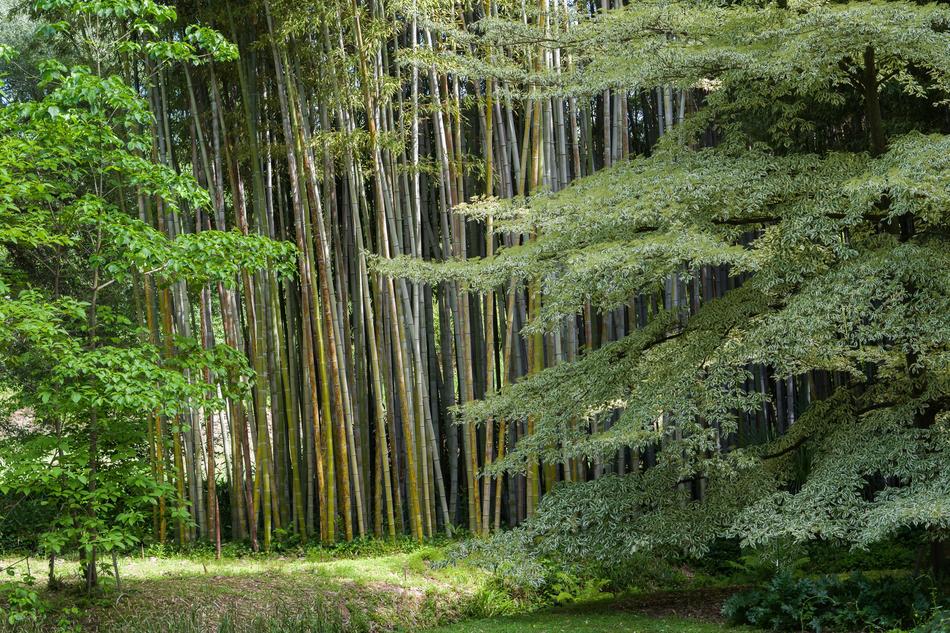 Meditation Zen Buddhism
