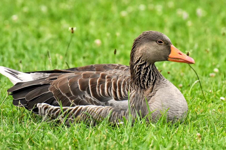 Goose Wild Water Bird