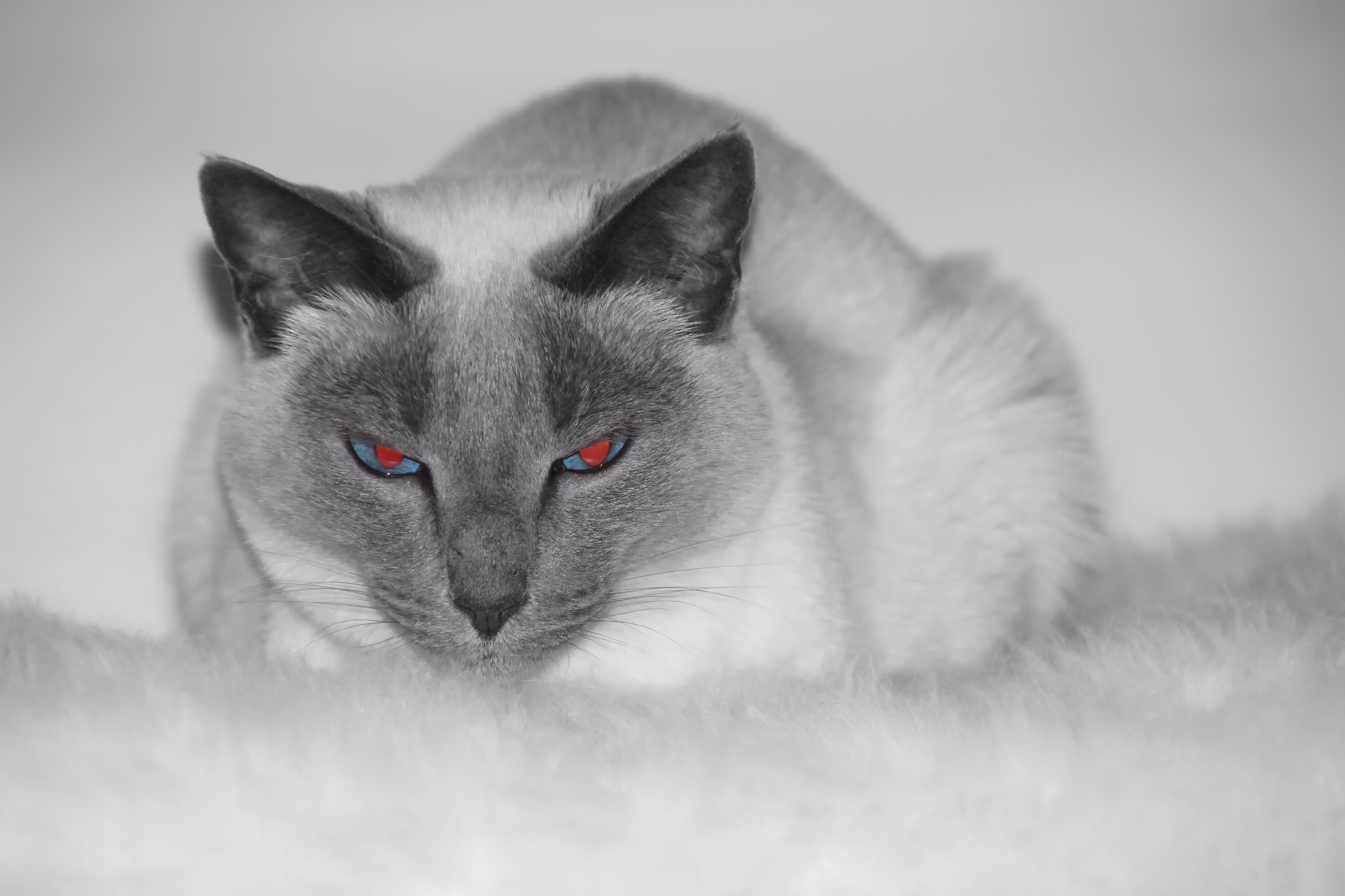 Красный сиамский кот