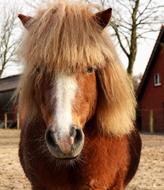 Pony Animal