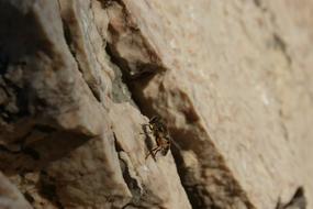 Fly Insect Flying