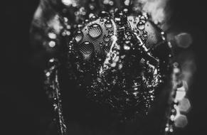 Pearl Splash Black And White