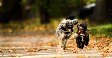 Animal Dog Nature