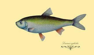 fish drawing figure graphics