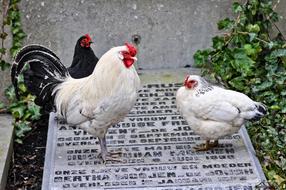 Chicken Animal Bird