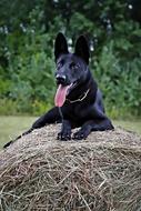 German Shepherd Dog Haystack