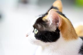 picture of the cat face from the side