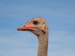 Bird Animal World Neck