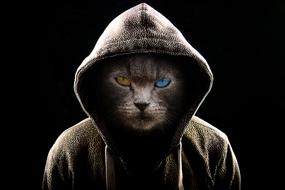 Portrait Animal