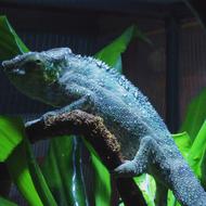 Panther Chameleon