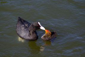 Bird Eurasian Coot Duck