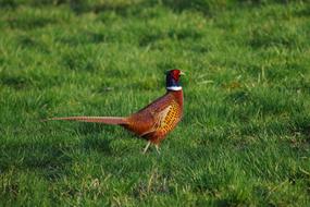 Bird Pheasant The Gun