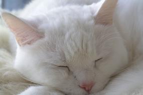 Cat White Cute