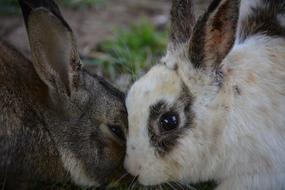 Rabbit White Outdoor