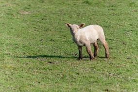 white little sheep in the meadow