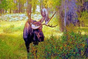 bull moose at gros ventre moose elk