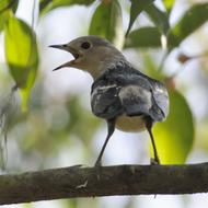 shrieking bird on a branch