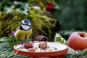 Animal Bird Tit Blue