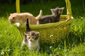 Kitten Cat Feline