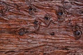 Bark Tree Pattern