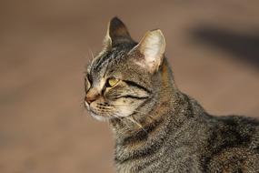 Cat Close Up Portrait