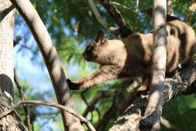 Cat Siamese Tree