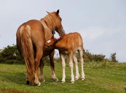 Horse Mare Colt