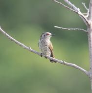 Little Bronze Cuckoo Bird Wildlife
