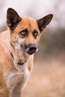 Dog Cute Animal