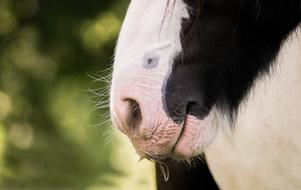 Animal Portrait Nature