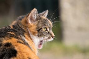Animal Cat Nature