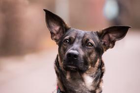 Dog Pet Cute