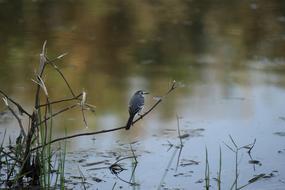 little bird in the lake