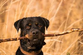 Animal Mammal Dog