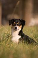 Dog Animal